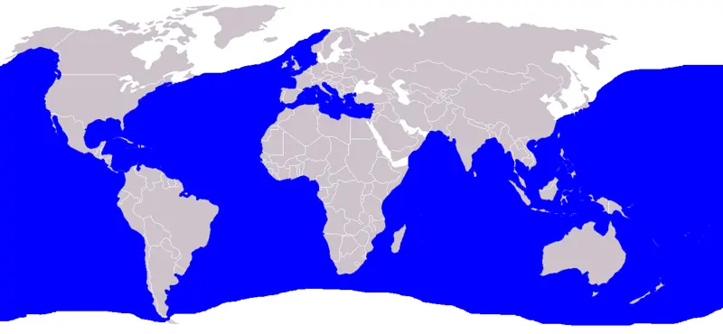 Prionace glauca Tiburón azul Mapa Distribución Presencia Prionace glauca Tiburón azul Mapa Distribución Presencia