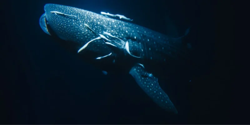 Rhincodon typus tiburón ballena con fondo oscuro