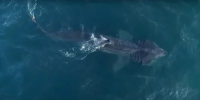 Tiburón peregrino Cetorhinus maximus desde arriba en el mar, las Islas del Canal