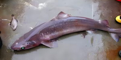 Tiburón de aleta corta centrophorus niaukang muerto sobre suelo de hormigón
