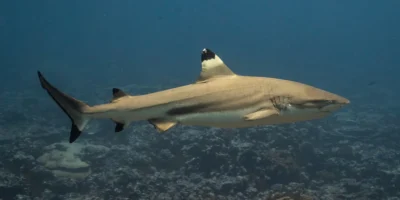 Tiburón de arrecife de punta negra Carcharhinus melanopterus