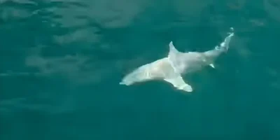 Tiburón punta negra de arrecife albino en el anzuelo frente a Florida