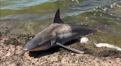 Cazón oscuro muerto en laguna Cerdeña Italia Mediterráneo