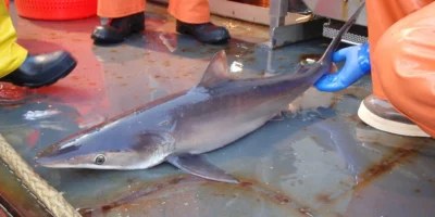 Tiburón jaquetón sedoso Carcharhinus falciformis muerto en un barco