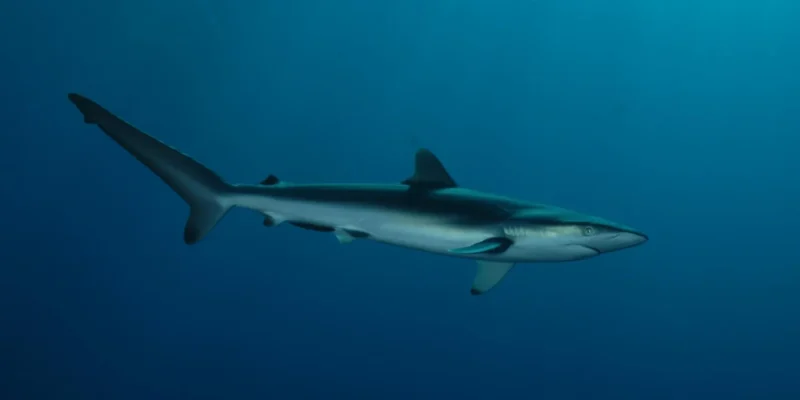 Tiburón sedoso (Carcharhinus falciformis) en aguas azules