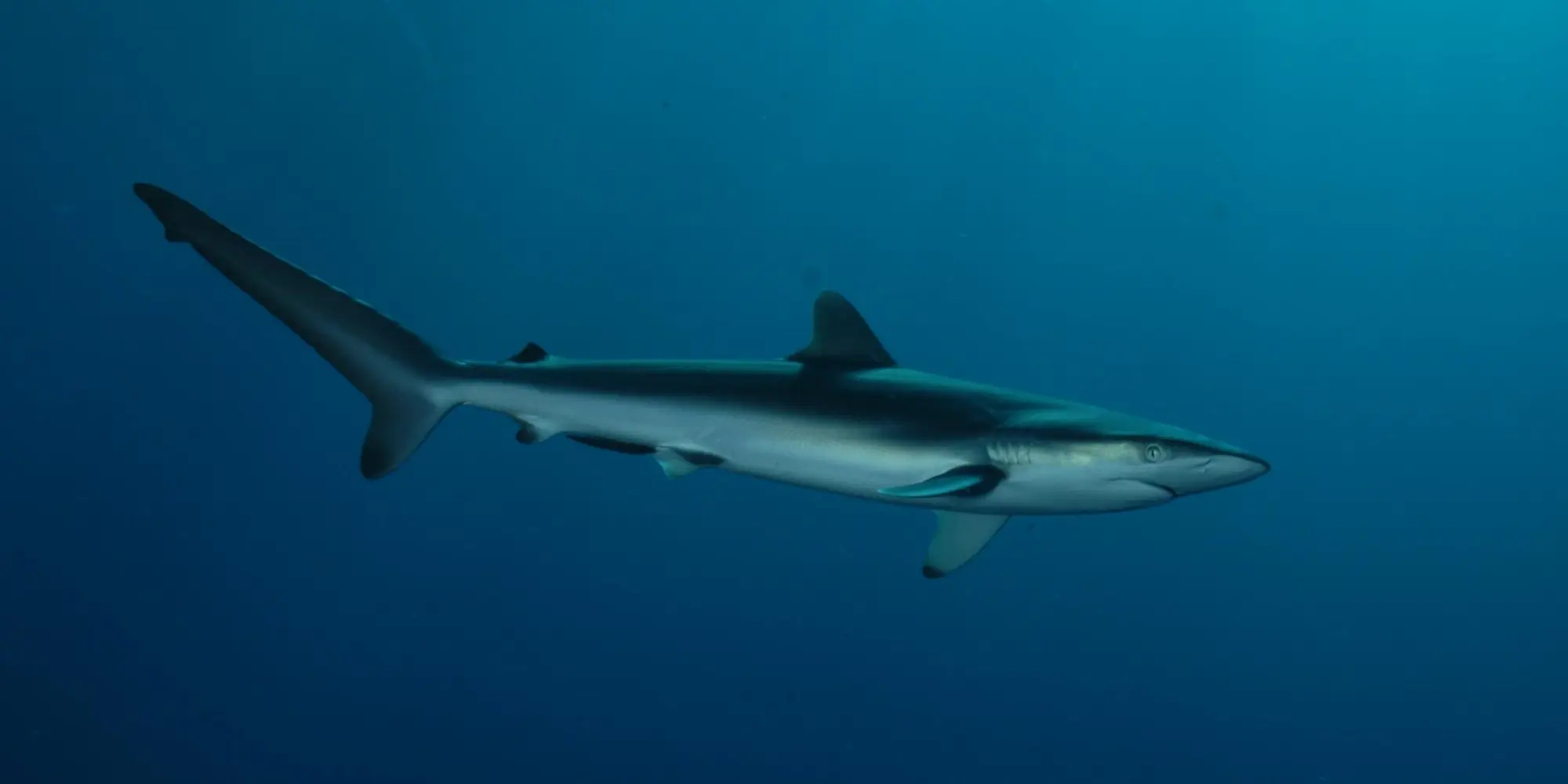 Tiburón sedoso (Carcharhinus falciformis) en aguas azules