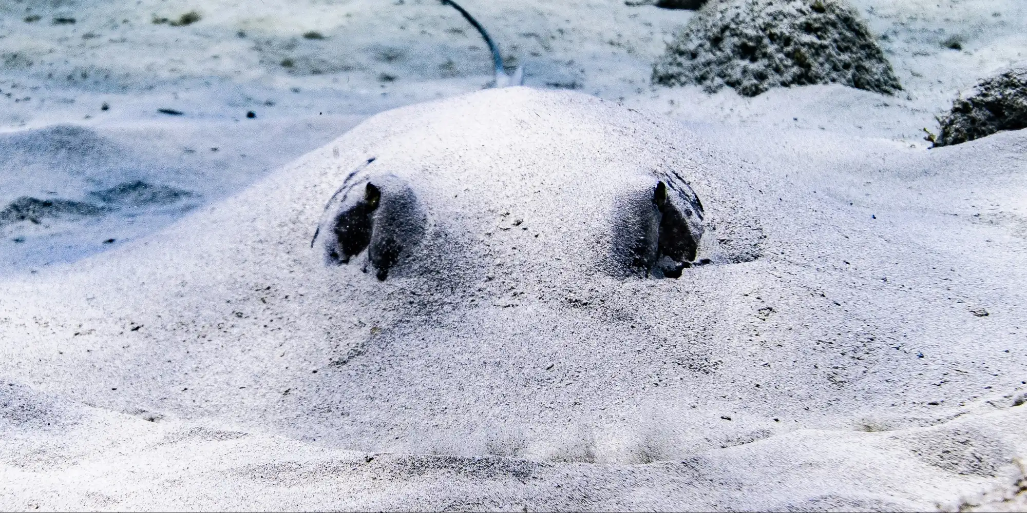 Rayas cubiertas de arena bajo el agua en San Andrés y Providencia, Colombia