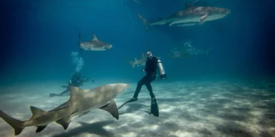 Buceadores en el agua con varios tiburones