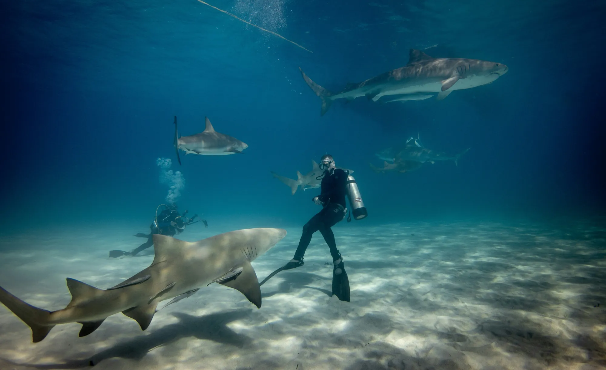 Buceador en el agua con varios tiburones Buceador en el agua con varios tiburones