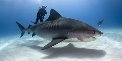 Tiburón tigre Galeocerdo cuvier