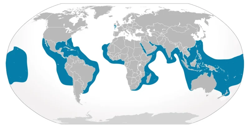 Tiburón tigre (Galeocerdo cuvier) mapa de distribución y hábitat
