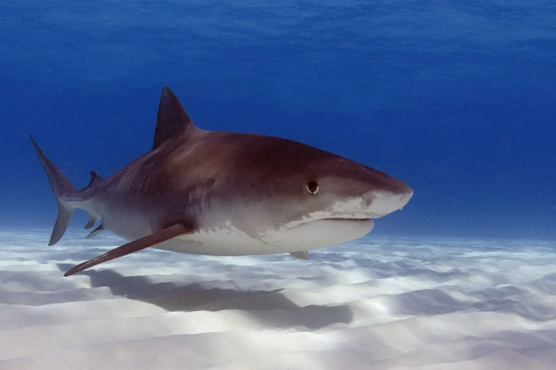 Tiburón tigre Galeocerdo cuvier en agua poco profunda sobre arena blanca