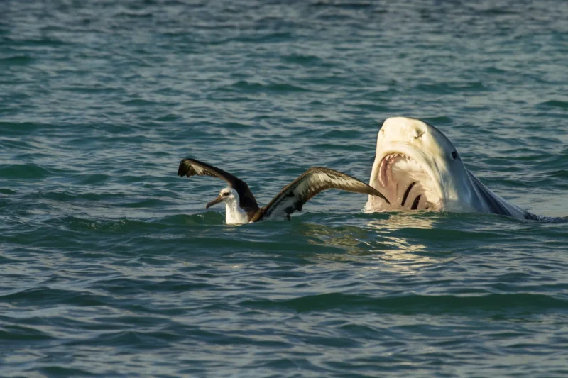 Tiburón tigre (Galeocerdo cuvier) cazando albatros en la superficie del agua