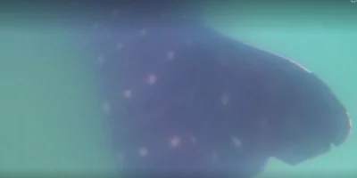 Tiburón ballena frente a la costa de Ashdod en el Mediterráneo, Israel