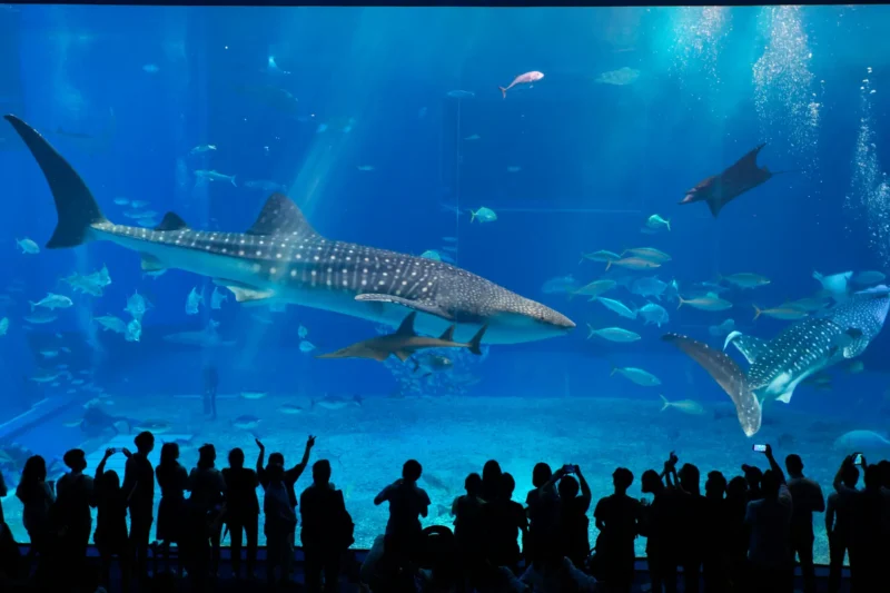 Tiburón Ballena en el Acuario Churaumi de Okinawa, Japón Walhai im okinawa churaumi aquarium in japan