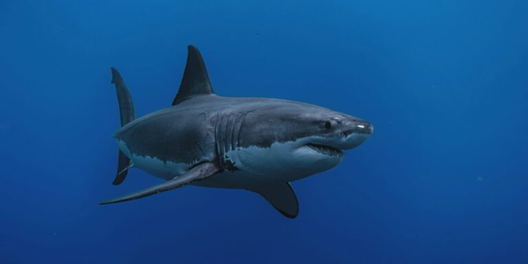 Tiburón blanco (Carcharodon carcharias) en aguas azules