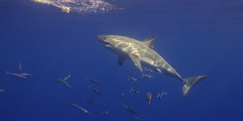 Tiburón blanco Carcharodon carcharias visto de lado nadando hacia el cebo