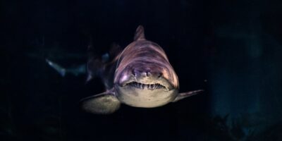 Tiburón blanco de frente con dientes afilados