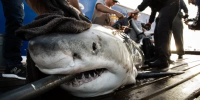 Tiburón blanco marcado por OCEARCH Tiburón blanco marcado por OCEARCH