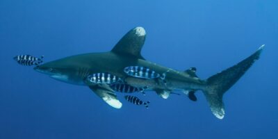 Tiburón oceánico de punta blanca Carcharhinus longimanus