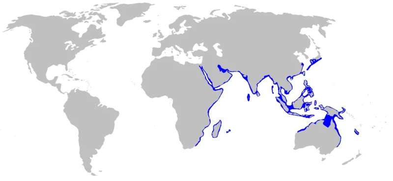 Zebra Shark Leopard Shark Stegostoma Tigrinum Map With Distribution Area