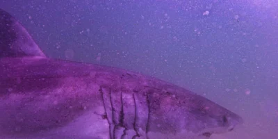 Cabeza y hendiduras branquiales del tiburón blanco AAron en aguas de Cape Cod