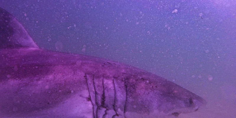Cabeza y hendiduras branquiales del tiburón blanco AAron en aguas de Cape Cod