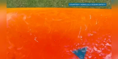 Primer plano de una tabla naranja con aparentes marcas de dientes tras un encuentro con un tiburón tigre frente a Ala Moana