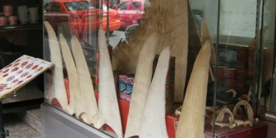 Aletas de tiburón secas expuestas en una vitrina de restaurante en el barrio chino de Bangkok