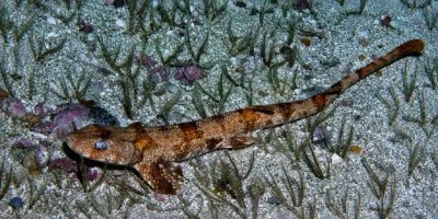 Alitán viperino Haploblepharus edwardsii sobre el fondo marino