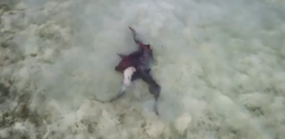 Tiburones nodriza apareándose en aguas poco profundas frente a Anegada