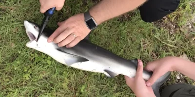 Retiran el anzuelo de la boca de un tiburón sarda