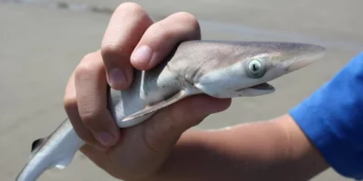 Tiburón joven sostenido en una mano en la playa