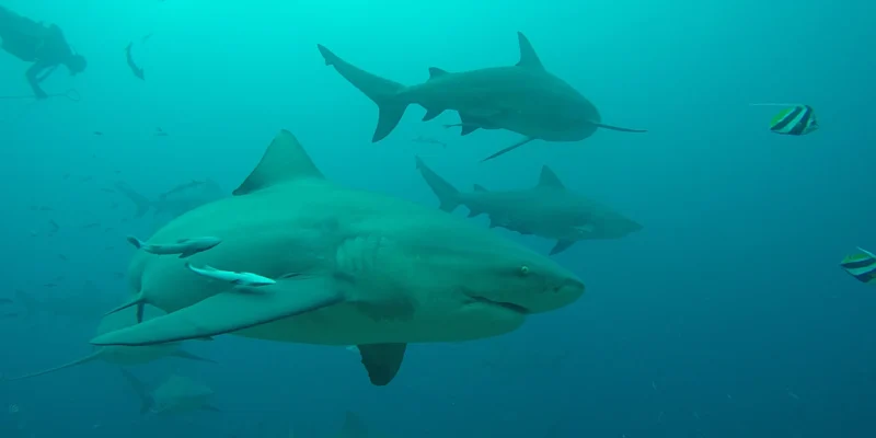 Tiburones sarda en el arrecife de Beqa, Fiyi