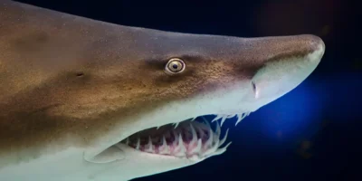 Cabeza de Carcharias taurus en primer plano