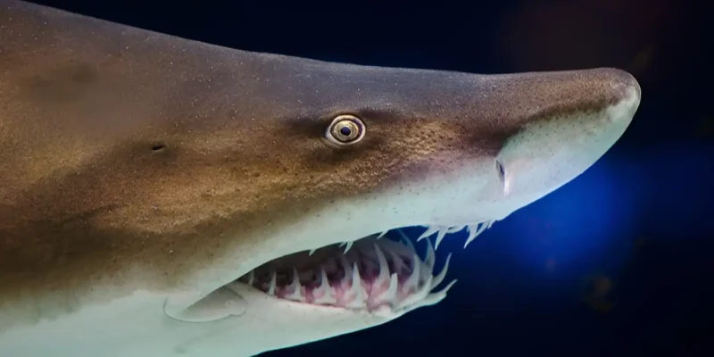 Cabeza de Carcharias taurus en primer plano