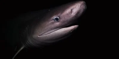 Primer plano de una cañabota gris frente a la isla de Vancouver en Canadá