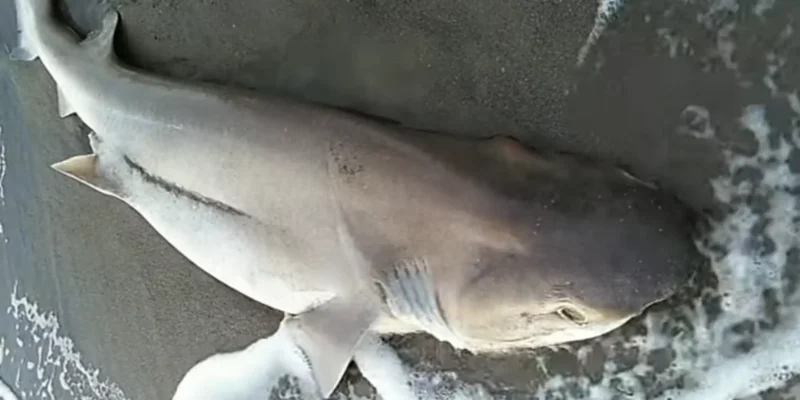 Cañabota gris en la playa de Follonica