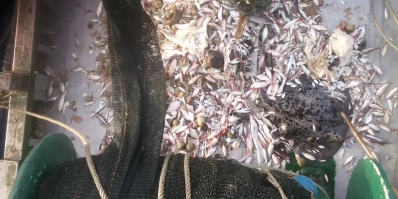 Captura con una raya como captura incidental en un pesquero
