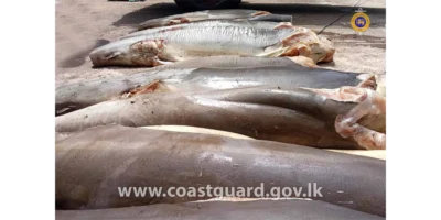 Carne incautada de tiburón zorro común muerto sobre un vehículo en Negombo
