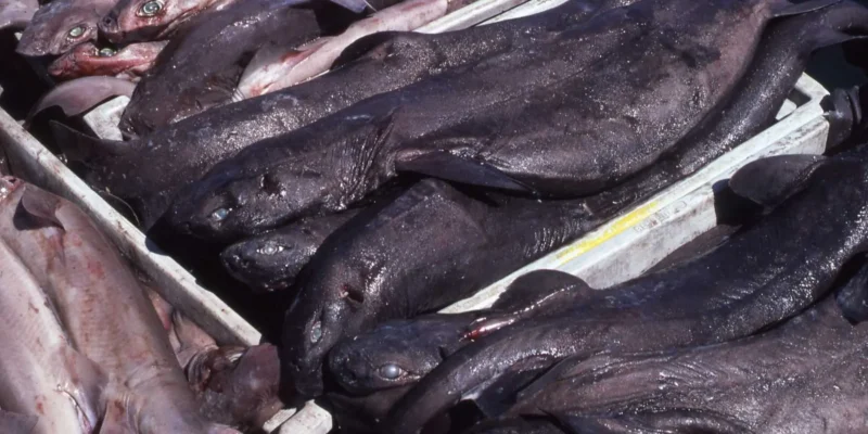 Carochos Dalatias licha en una caja en un mercado de España