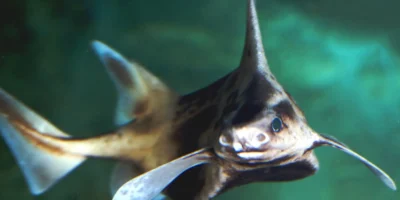 Cerdo marino antillano Oxynotus caribbaeus