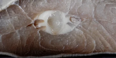 Corte transversal de carne de tiburón con cartílago blanco visible