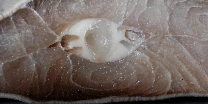 Corte transversal de carne de tiburón con cartílago blanco visible