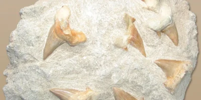 Varios dientes fósiles de tiburón incrustados en un bloque de roca