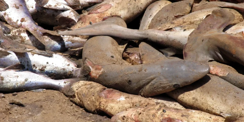 Diferentes especies de tiburones sin aletas