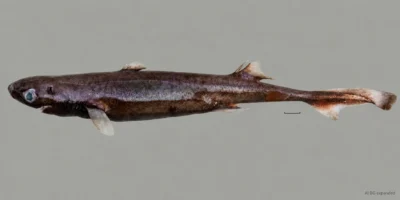 Hembra fresca de Etmopterus bulbosus con hocico abultado, dos aletas dorsales y barra de escala; fondo ampliado con IA