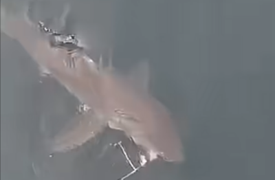 Tiburón blanco cerca de la superficie en False Bay