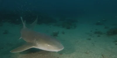 Tiburón nodriza nadando sobre el fondo marino en Flower Garden Banks