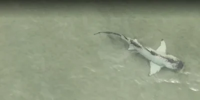 Tiburón limón con coloración pía nadando en aguas poco profundas frente a Anna Maria Island